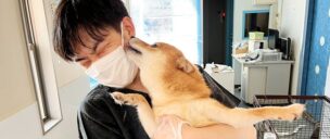 ▲お世話をするうちに、アニコムスタッフに甘えるようになった柴犬