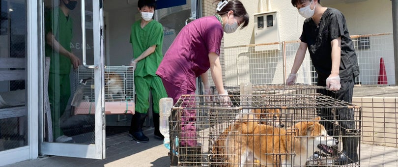 ▲全頭無事にお返しできることが決まり、犬たちの搬送準備を行う様子