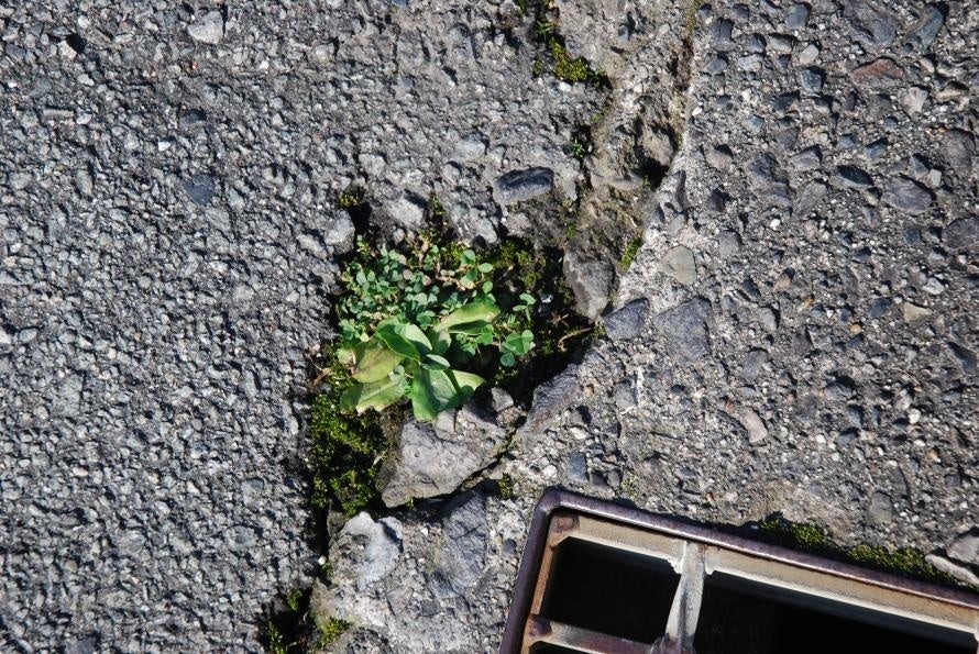 ▲道ばたの隙間に生える草花